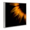 Stupell Industries Water Droplets on Sunflower Framed Giclee, design by Brian Carson Photography